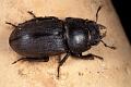 dorcus parallelipipedus